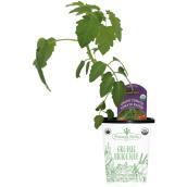 Freeman Herbs Organic Grape Tomato Plant - 4-in Pot