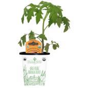 Freeman Herbs Organic Pineapple Tomato Plant - 4-in Pot