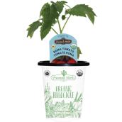 Freeman Herbs Organic Roma Tomato Plant - 4-in Pot