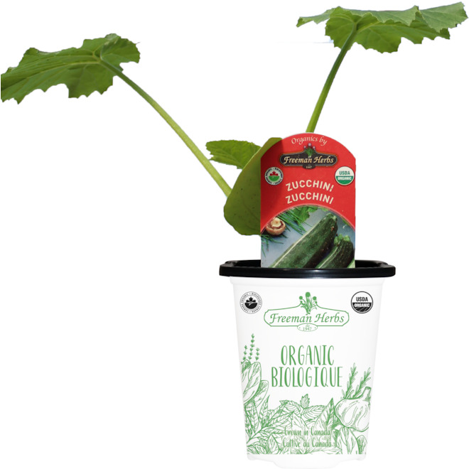 Freeman Herbs Organic Zucchini Plant - 4-in Pot