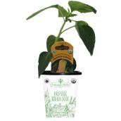 Freeman Herbs Organic Banana Pepper Plant - 4-in Pot