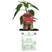 Freeman Herbs Organic Cayenne Pepper Blend Plant - 4-in Pot