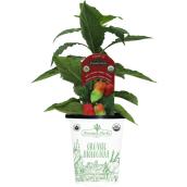 Freeman Herbs Organic Ghost Pepper Plant - 4-in Pot