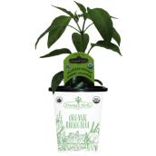 Freeman Herbs Organic Jalapeno Pepper Plant - 4-in Pot