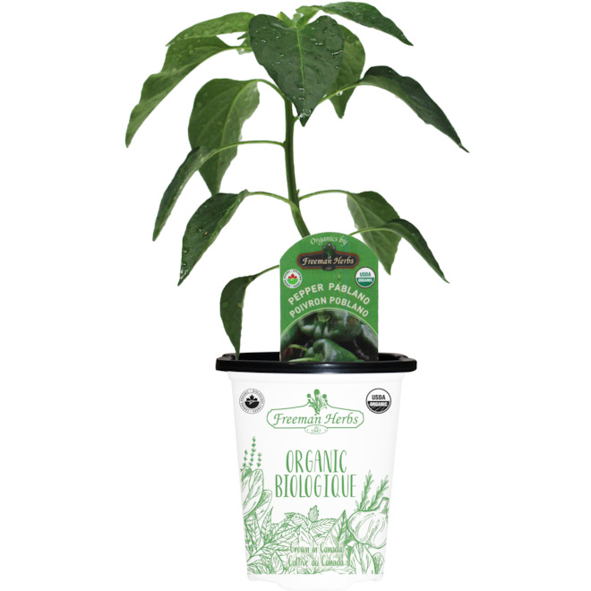 Freeman Herbs Organic Poblano Pepper Plant - 4-in Pot