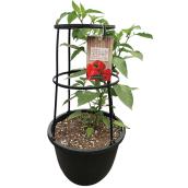 Freeman Herbs Organic Sweet Pepper Plant with Cage - 12-in