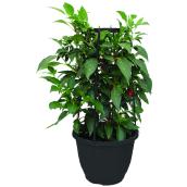 Freeman Herbs Organic Hot Pepper Plant with Cage - 12-in Pot
