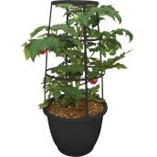 Freeman Herbs Organic Tomato Plant with Cage - 12-in