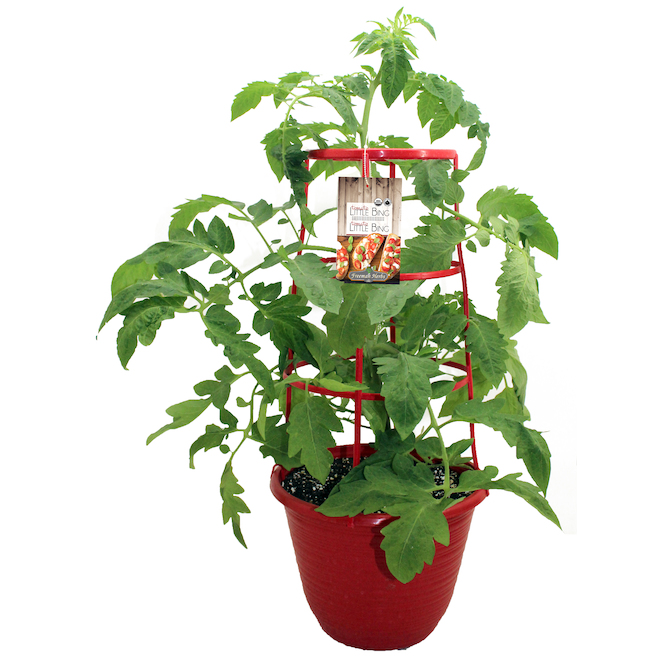 Plant de tomates cerises biologiques avec support Freeman Herbs, pot de 12 po