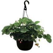Freeman Herbs Organic Strawberries Plant - 11-in Hanging Pot