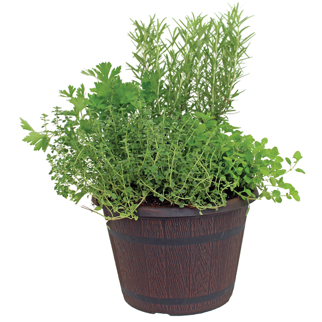 Freeman Herbs Organic Mixed Herbs Plant Decorative 10in Pot FRECOT