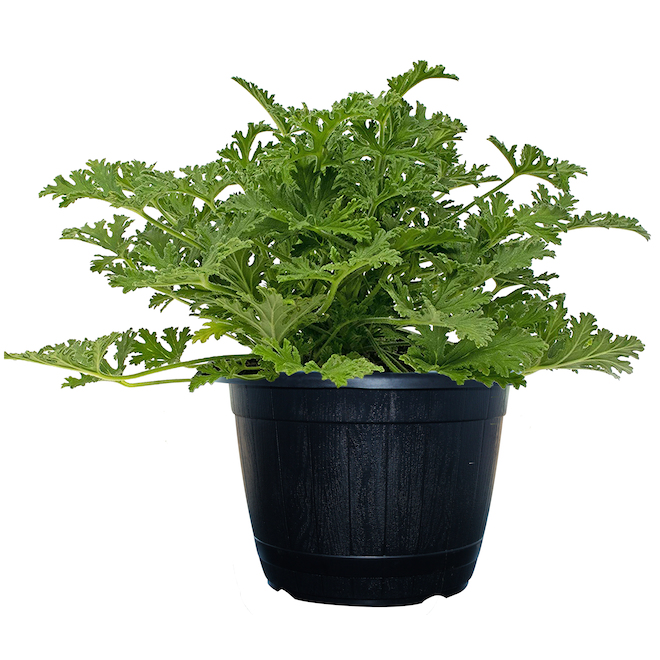 Jardinière de citronnelle Freeman Herbs, pot décoratif de 6 po