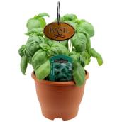 Freeman Herbs basil Planter with Metal Tag - 6-in Pot