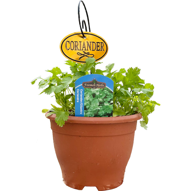 Plant de coriandre Freeman Herbs, pot de 6 po