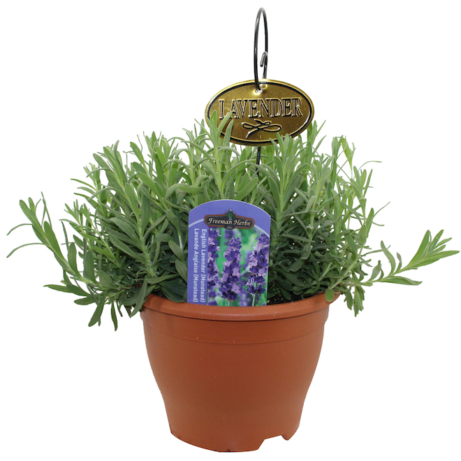 Freeman Herbs lavender Planter with Metal Tag - 6-in Pot