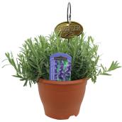 Freeman Herbs lavender Planter with Metal Tag - 6-in Pot