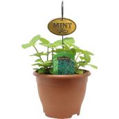 Freeman Herbs Mojito Mint Planter with Metal Tag - 6-in Pot