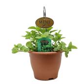 Freeman Herbs Spearmint Planter with Metal Tag - 6-in Pot