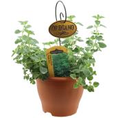 Freeman Herbs greek Oregano Plant - 6-in Pot