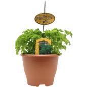 Freeman Herbs Curled Parsley Plant - 6-in Pot