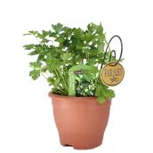 Freeman Herbs Italian Parsley Plant - 6-in Pot