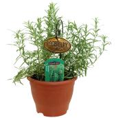 Freeman Herbs Rosemary Plant - 6-in Pot