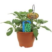 Freeman Herbs sage Plant - 6-in Pot