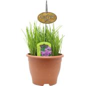 Freeman Herbs chive Plant - 6-in Pot