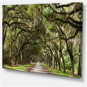 Designart Canada Oak Tunnel - Photography Print On Canvas - 40"x30"