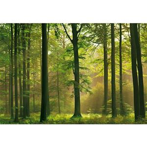Papier peint forêt d'automne, 100" x 144"