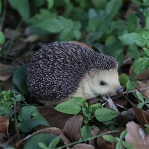 Hi-Line Gift Ltd. Sitting Hedgehog Statue,87743-C