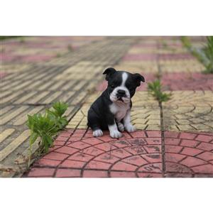 Statue de jardin, chiot boston terrier, 6,5 po