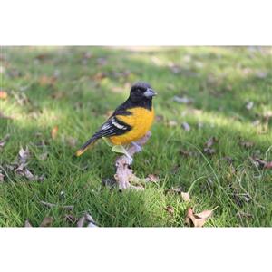 Statue de jardin, oriole sur une branche, 7 po
