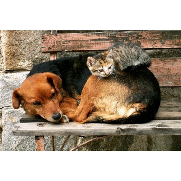 Dimex Cat and Dog Wall Mural - 12-ft 3-in x 8-ft 2-in