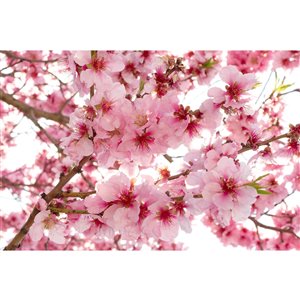 Papier peint fleurs de pommier de Dimex, 12 pi 3 po x 8 pi 2 po