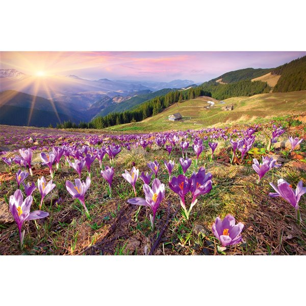 Dimex Crocuses at Spring Wall Mural - 12-ft 3-in x 8-ft 2-in