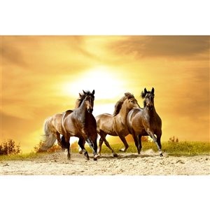 Papier peint chevaux au coucher du soleil de Dimex, 12 pi 3 po x 8 pi 2 po