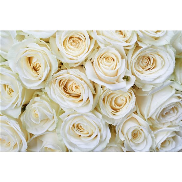 Papier peint roses blanches de Dimex, 12 pi 3 po x 8 pi 2 po MS-5-0137 |  RONA