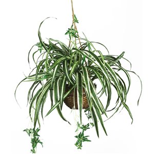 Nearly Natural Spider Silk Plant with Hanging Basket - 27-in - Green
