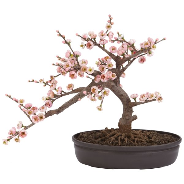 Bonsai Tree