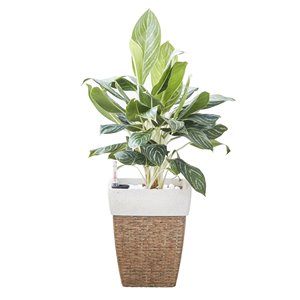 Jardinière auto-irrigante Martha de Vifah, carrée, en résine d'osier, brun sable, 14 po x 18 po