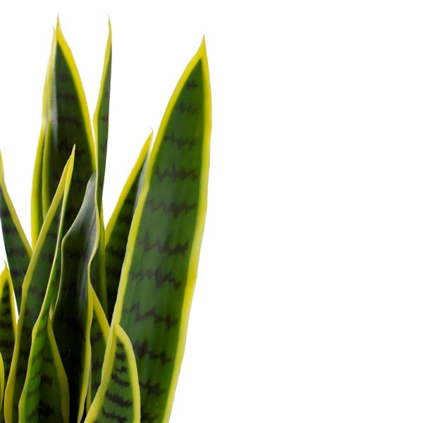 Northlight 29-in Green Artificial Striped Leaf Dracaena Snake Plant