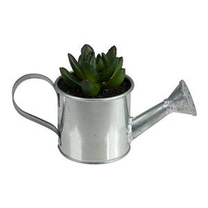 Northlight 4-in Silver Artificial Pachyveria Succulent in Watering Can