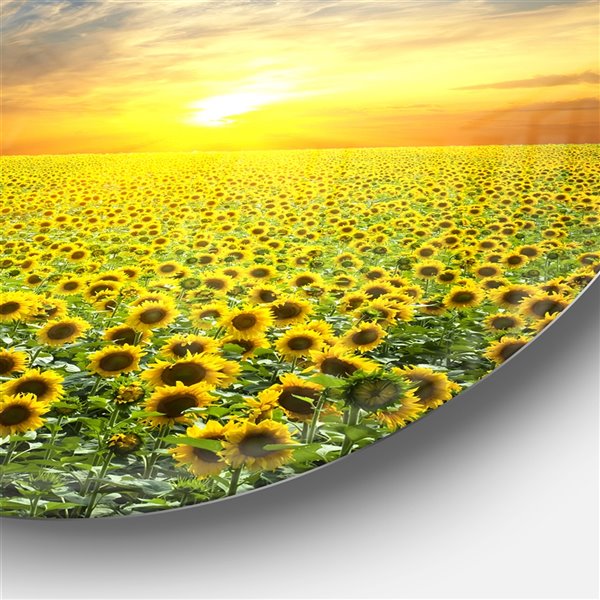 Designart 11-in x 11-in Beauty Sunset over Sunflowers Field Disc Metal Circle Wall Art