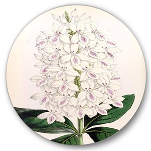 Designart 29-in x 29-in Vintage White Orchid III Traditional Metal Circle Wall Art