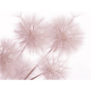 Dundee Deco 11-ft 10-in x 8-ft 10-in Strippable Washable Bunch of Dandelions Mural