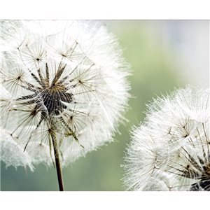 Dundee Deco 11-ft 10-in x 8-ft 10-in Strippable Washable White Dandelions Mural