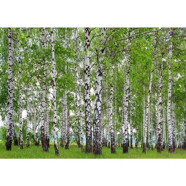 Dundee Deco 11-ft 10-in x 8-ft 10-in Strippable Washable Birch Forest Mural