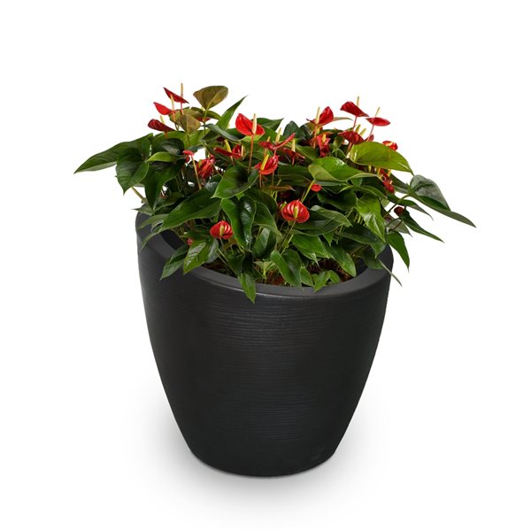Mayne Modesto 30-in x 34-in Black Plastic Planter