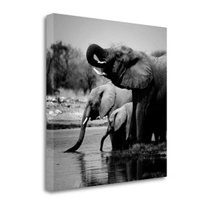 Tangletown Fine Art Frameless 25-in x 25-in "Namibia Elephants" Canvas Print